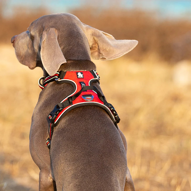 Truelove Odblaskowa nylonowa u – Running Gear Dog recenzja i cena